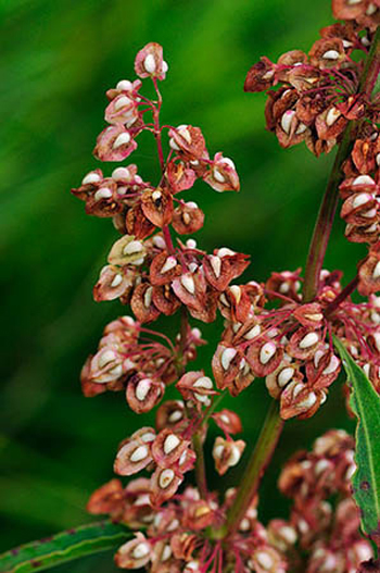 Curled Dock - Rumex crispus. Image: Linda Pitkin