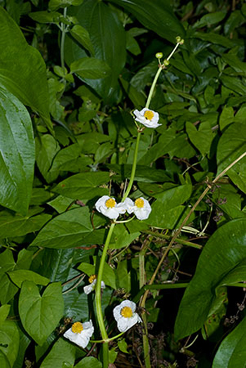 Duck-potato - Sagittaria latifolia. Image: Linda Pitkin