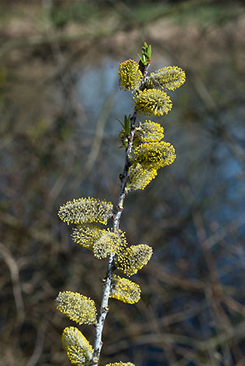 Goat Willow - Salix caprea. Image: Linda Pitkin