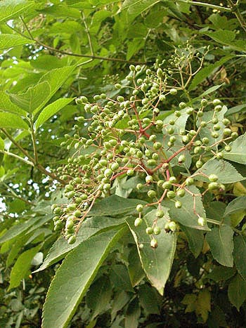 Elder - Sambucus nigra.  Image: Brian Pitkin