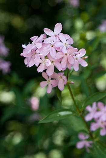 Soapwort - Saponaria officinalis. Image: Linda Pitkin