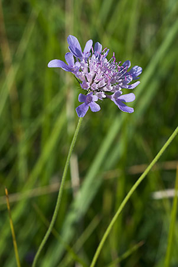 Small Scabious - Scabiosa columbaria. Image: Linda Pitkin