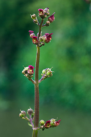 Water Figwort - Scrophularia auriculata. Image: Linda Pitkin