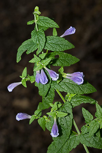 Skullcap - Scutellaria galericulata. Image: Linda Pitkin