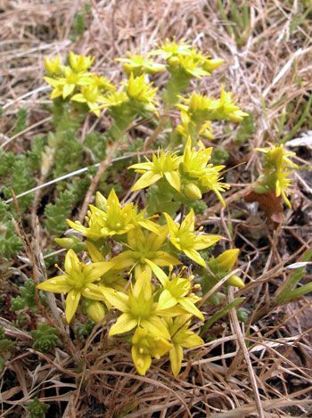 Biting Stonecrop - Sedum acre.  Image: Brian Pitkin