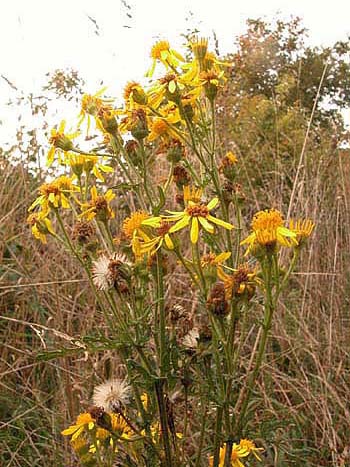 Ragwort - Senecio sp.  Image: Brian Pitkin