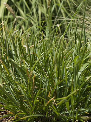 Sesleria tatrae.  Image: Brian Pitkin