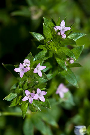 Field Madder - Sherardia arvensis. Image: Linda Pitkin