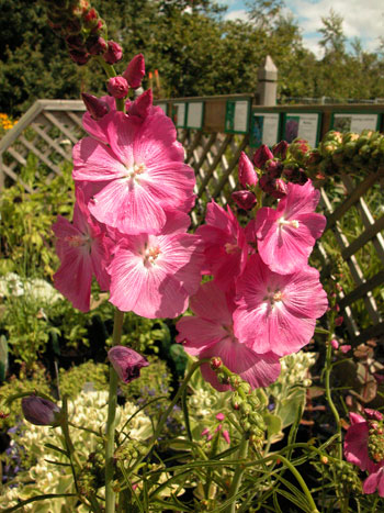 Sidalcea - Sidalcea sp..  Image: Brian Pitkin