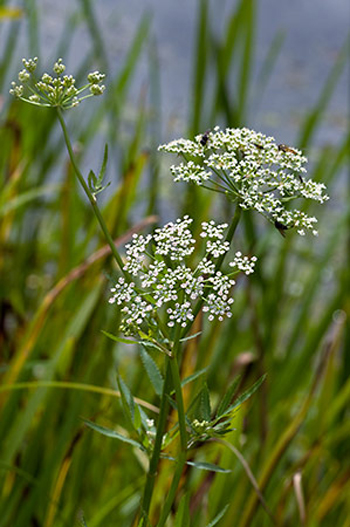 Greater Water-parsnip - Sium latifolium. Image: Linda Pitkin