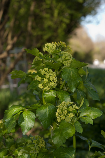 Alexanders - Smyrnium olusatrum.  Image: Brian Pitkin