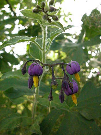 Bittersweet - Solanum dulcamara.  Image: Brian Pitkin