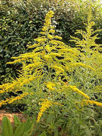 Goldenrod - Solidago virgaurea.  Image: Brian Pitkin