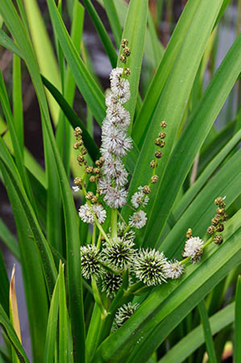 Branched Bur-reed - Sparganium erectum. Image: Linda Pitkin