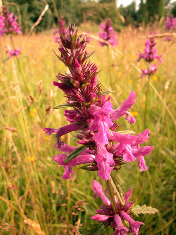 Betony - Stachys officinalis.  Image: Brian Pitkin