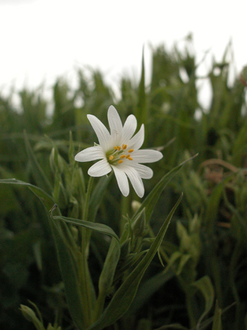 Greater Stitchwort - Stellaria holostea..  Image: Brian Pitkin