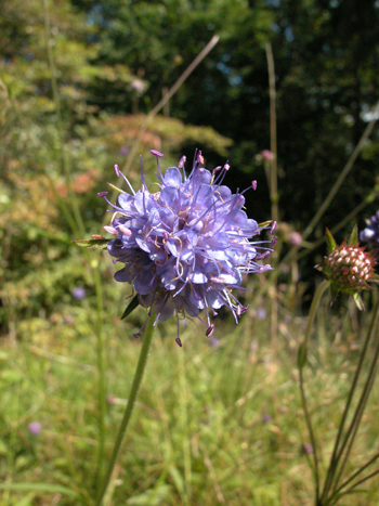 Devil's-bit Scabious - Succisa pratensis.  Image: Brian Pitkin