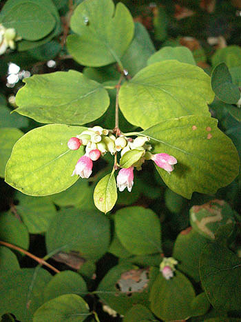 Snowberry - Symphoricarpos albus.  Image: Brian Pitkin
