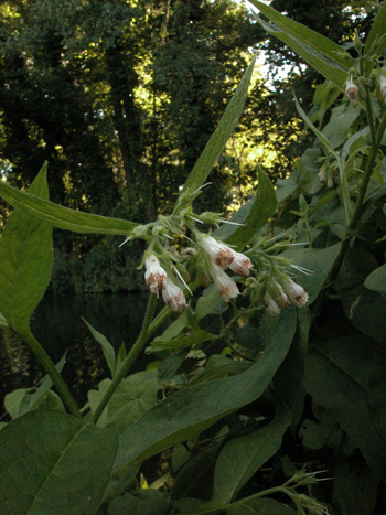 Common Comfrey - Symphytum officinalis.  Image: Brian Pitkin