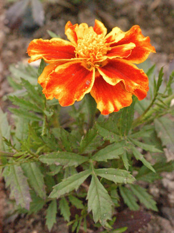 French Marigold - Tagetes patula.  Image: Brian Pitkin