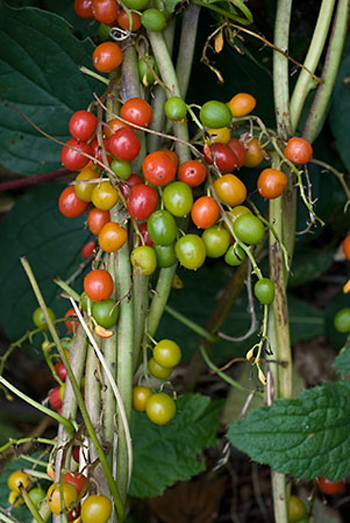 Black Bryony - Tamus communis. Image: Linda Pitkin