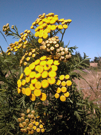 Tansy - Tanacetum vulgare.  Image: Brian Pitkin