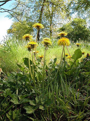 Dandelion - Taraxacum officinale agg.  Image: Brian Pitkin