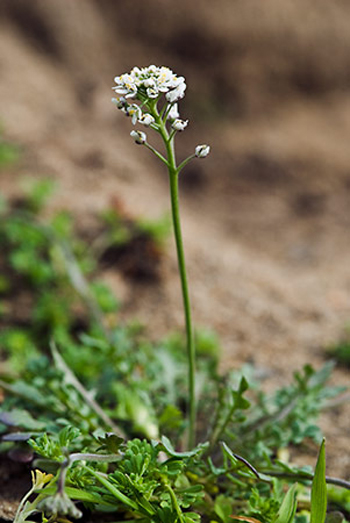 Shepherd's Cress - Teesdalia nudicaulis. Image: Linda Pitkin