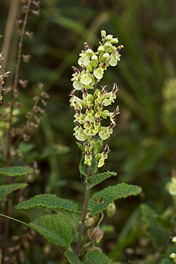 Wood Sage - Teucrium scorodonia. Image: Linda Pitkin