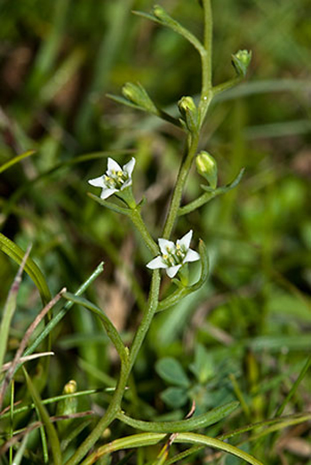 Bastard Toadflax - Thesium humifusum. Image: Linda Pitkin