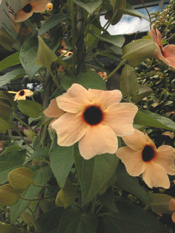 Thunbergia - Thunbergia 'African Sunset'.  Image: Brian Pitkin