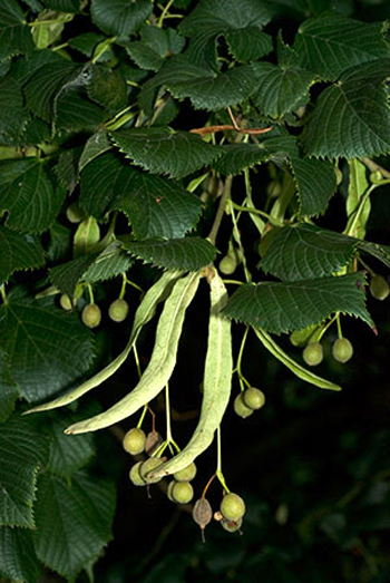 Common Lime - Tilia x europaea. Image: Linda Pitkin