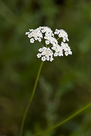 Upright Hedge-parsley - Torilis japonica. Image: Linda Pitkin