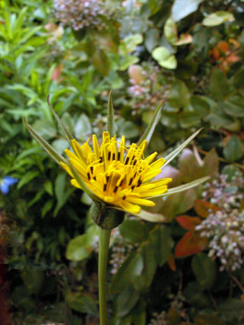 Goat's-beard - Tragopogon pratensis.  Image: Brian Pitkin