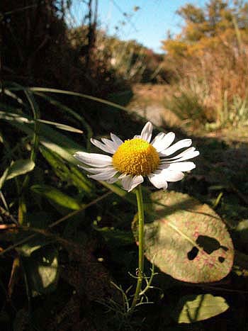 Scentless Mayweed - Tripleurospermum inodorum.  Image: Brian Pitkin