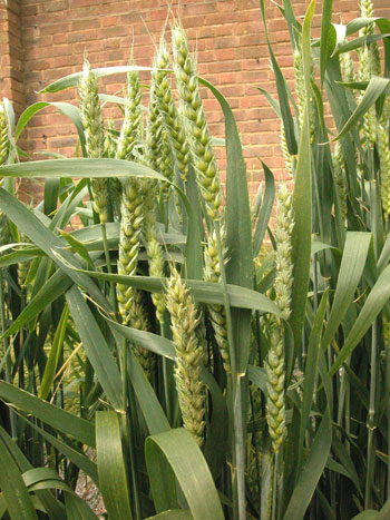 Bread Wheat - Triticum aestivum.  Image: Brian Pitkin