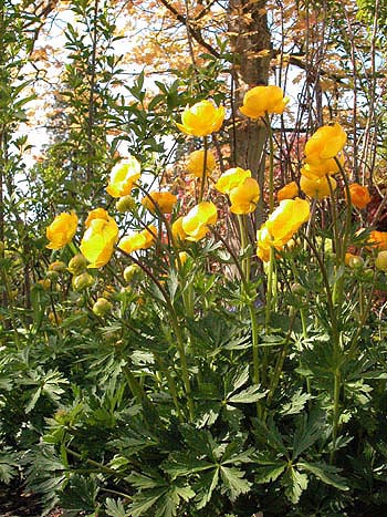 Globeflower - Trollius europaeus.  Image: Brian Pitkin