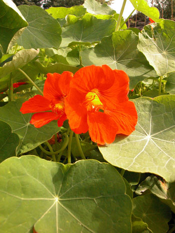 Nasturtium - Tropaeolum majus.  Image: Brian Pitkin