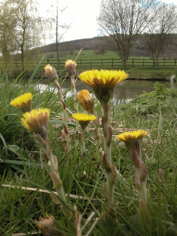 Colt's-foot - Tussilago farfara.  Image: Brian Pitkin