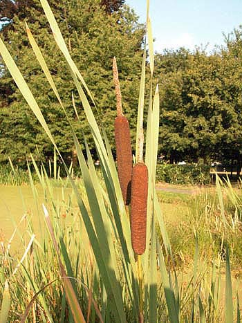 Bulrush - Typha latifolia.  Image: Brian Pitkin