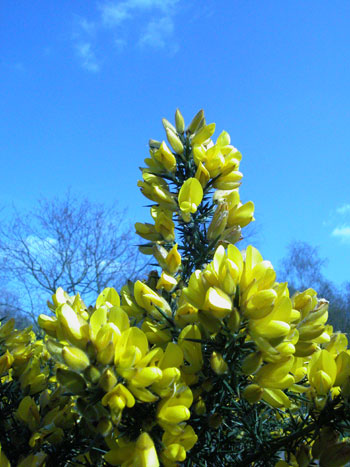 Gorse - Ulex europaeus.  Image: Brian Pitkin