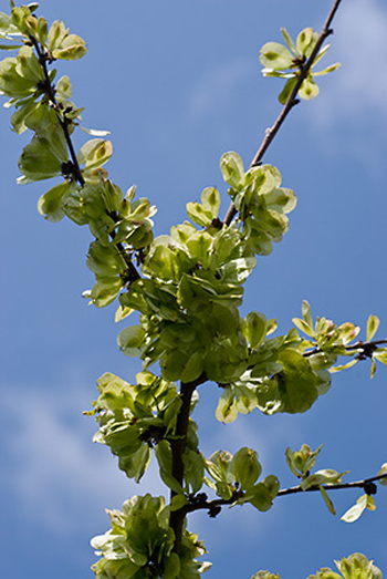 Elm - Ulmus sp. Image: Linda Pitkin