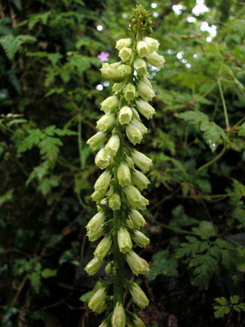 Navelwort or Wall Pennywort - Umbilicus rupestris.  Image: Brian Pitkin