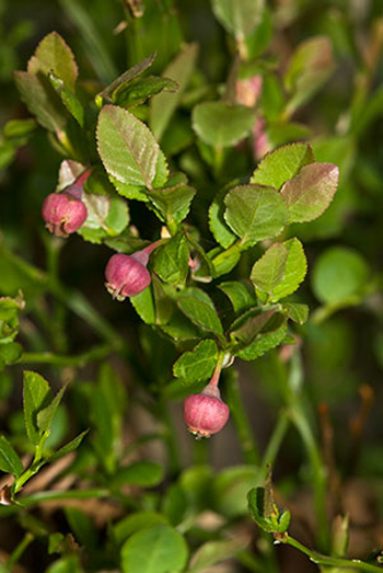 Bilberry - Vaccinium myrtillus. Image: Linda Pitkin