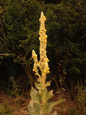 Great mullein - Verbascum thapsus.  Image: Brian Pitkin