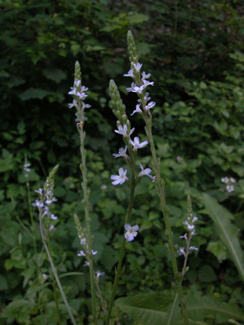 Vervain - Verbena officinalis.  Image: Brian Pitkin