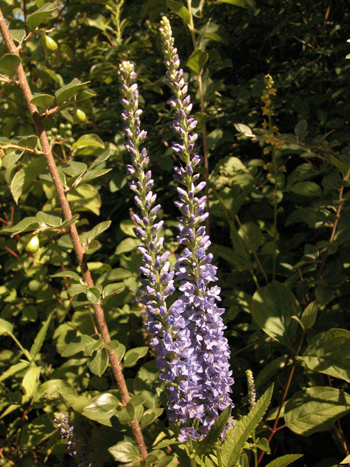 Garden Speedwell - Veronica longifolia.  Image: Brian Pitkin