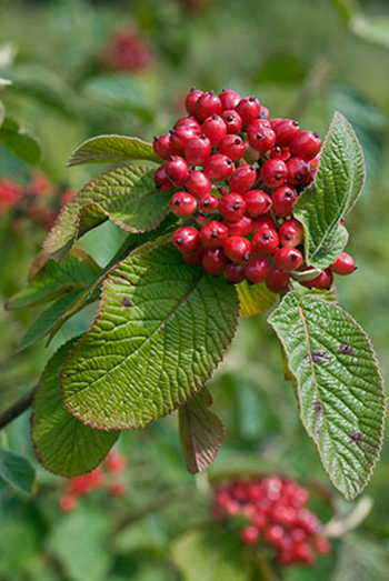 Wayfaring-tree - Viburnum lantana. Image: Linda Pitkin