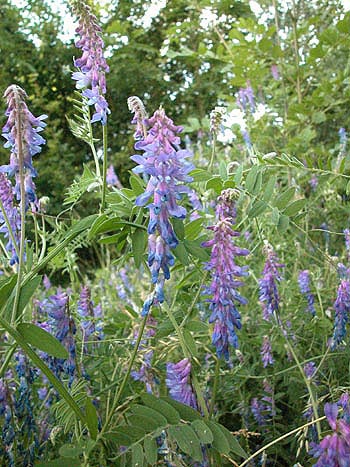 Vetch - Vicia sp.  Image: Brian Pitkin