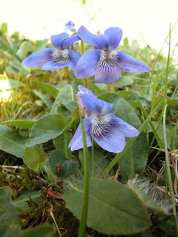 Violet - Viola sp. Image: Brian Pitkin